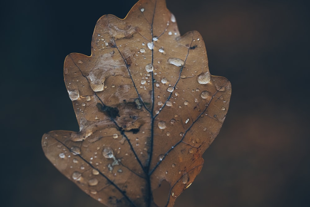 low light photography of brown leaf