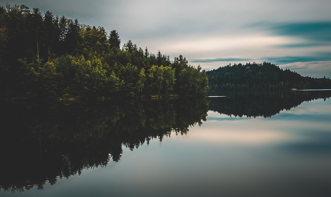 green-leafed trees beside body of water