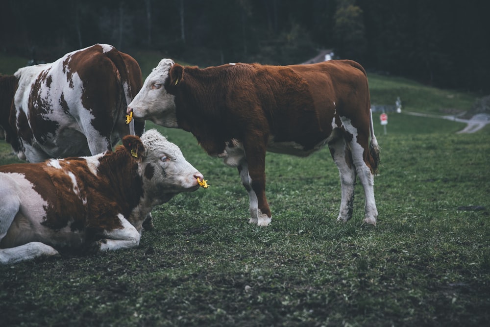 cattle on grass