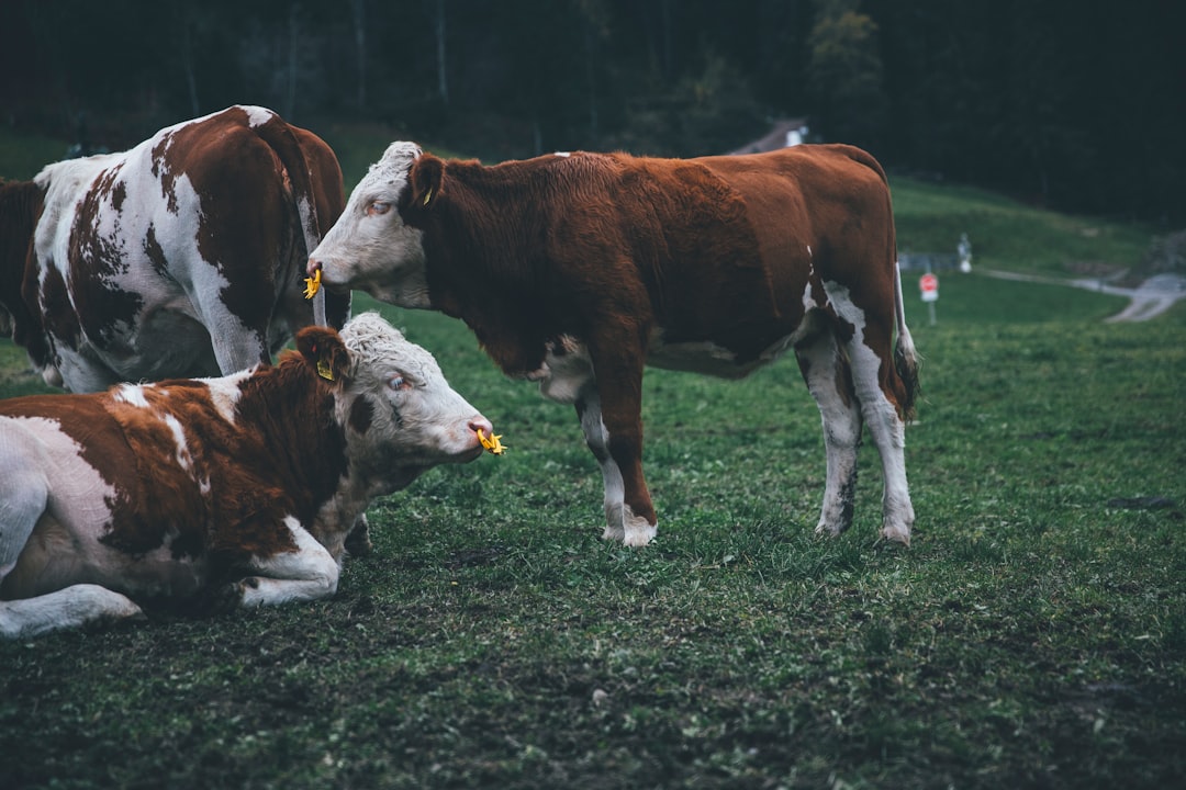 cattle on grass