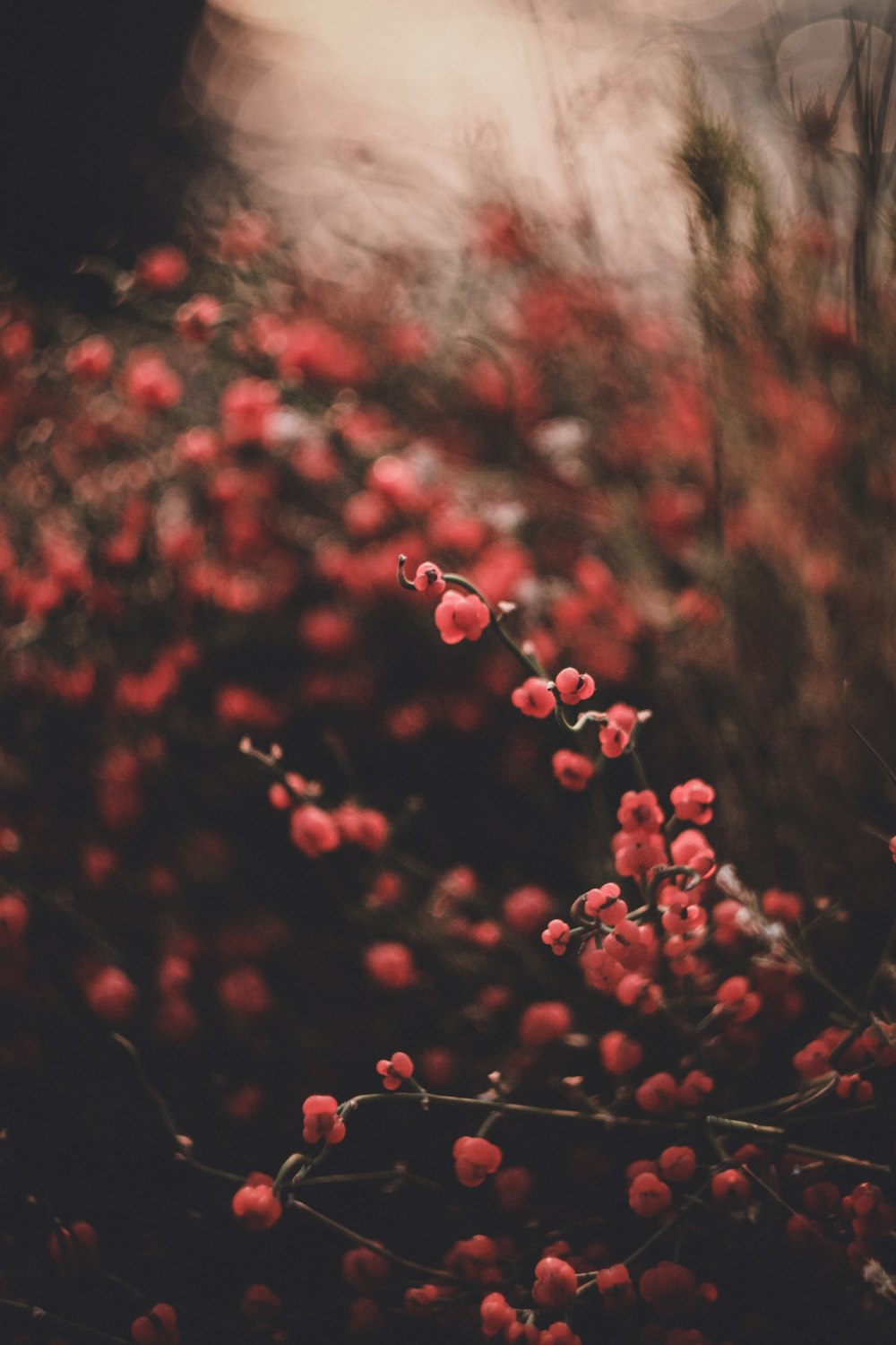 selective focus photography of red-petaled flowers during daytime