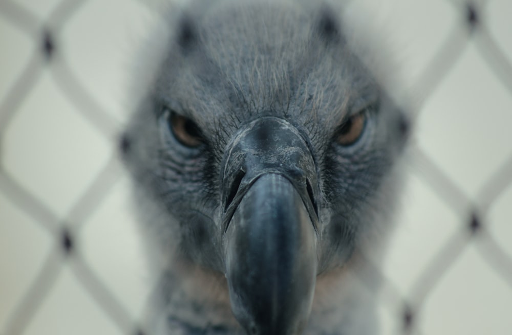 selective focus photography of gray bird