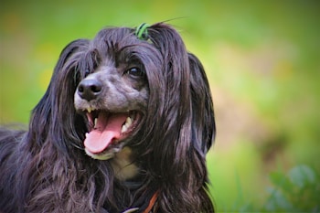 A dog with long, black fur and a joyful expression is looking slightly to the side with its mouth open and tongue out. The background is blurred with a green tone, suggesting an outdoor setting, and the dog's fur appears shiny and groomed.