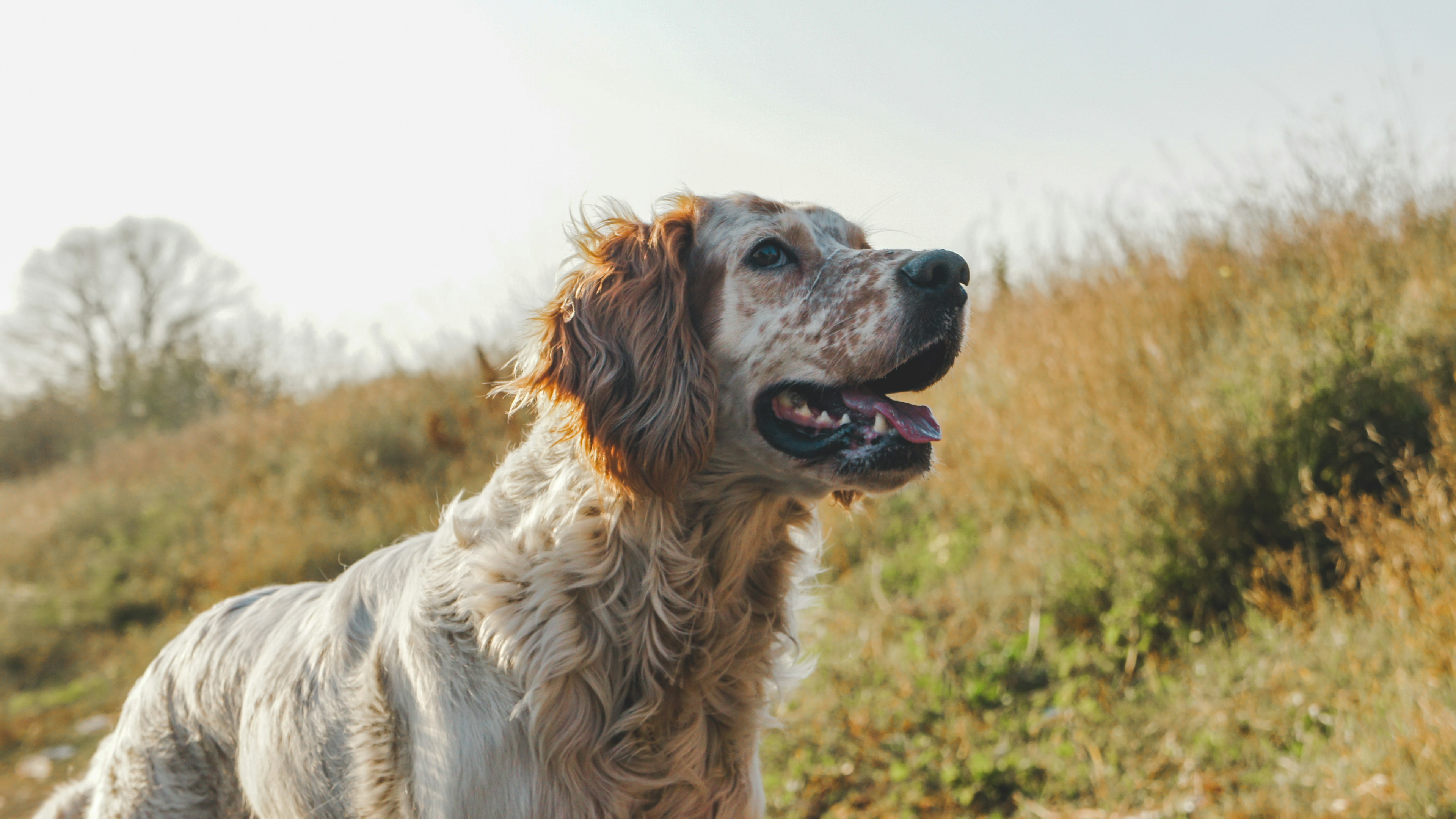 A dog actively playing and running in a field.