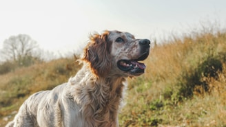golden Labrador retriever