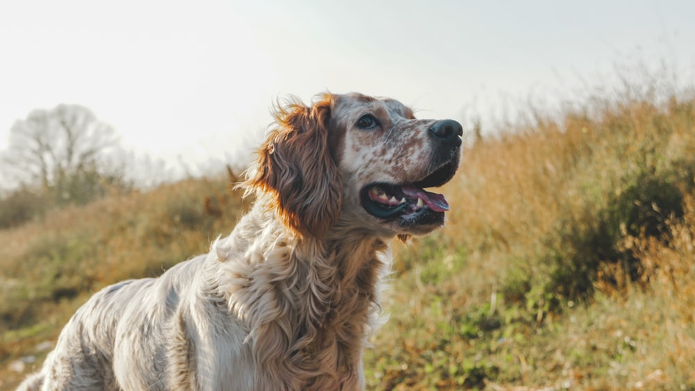 golden Labrador retriever