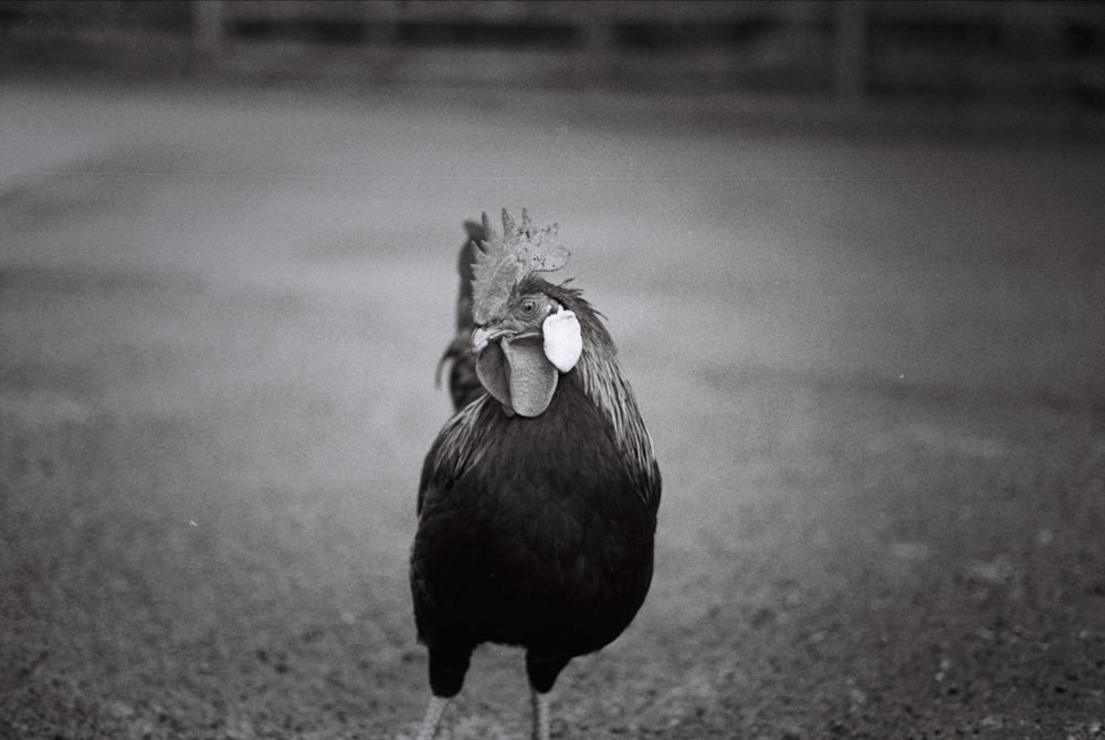 greyscale photo of rooster on pavement