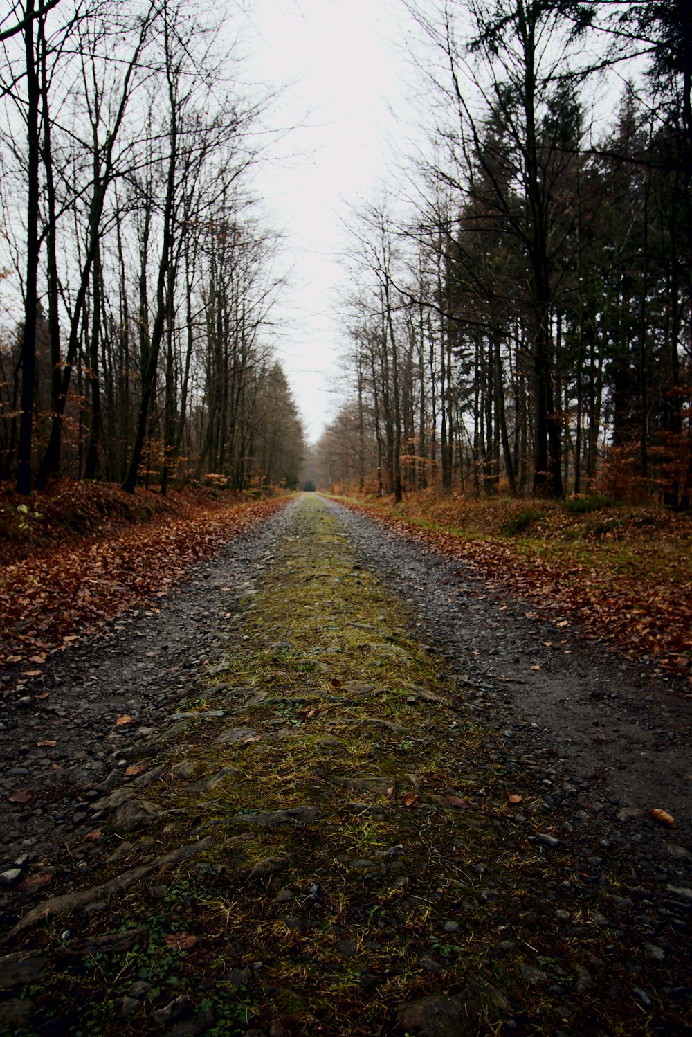 pathway between trees