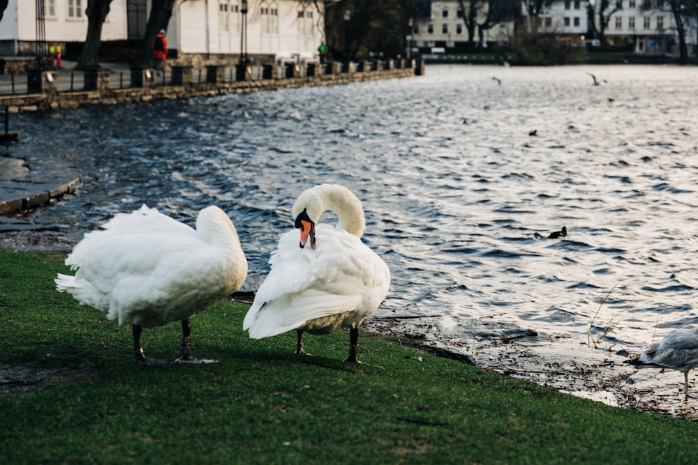 two swans near body of water