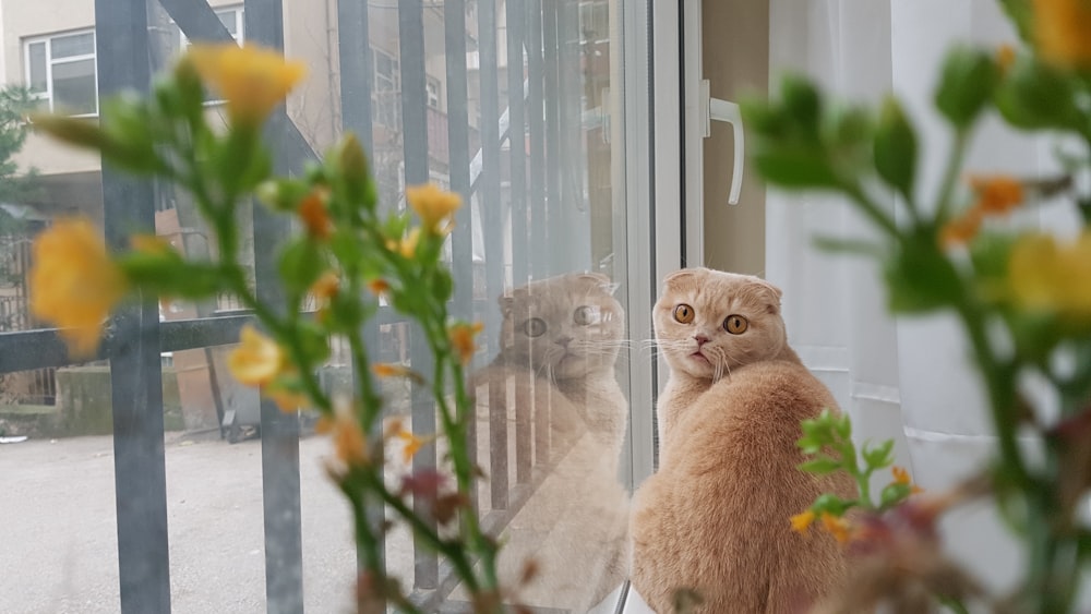 Selektive Fokusfotografie einer orange getigerten Katze neben dem Fenster