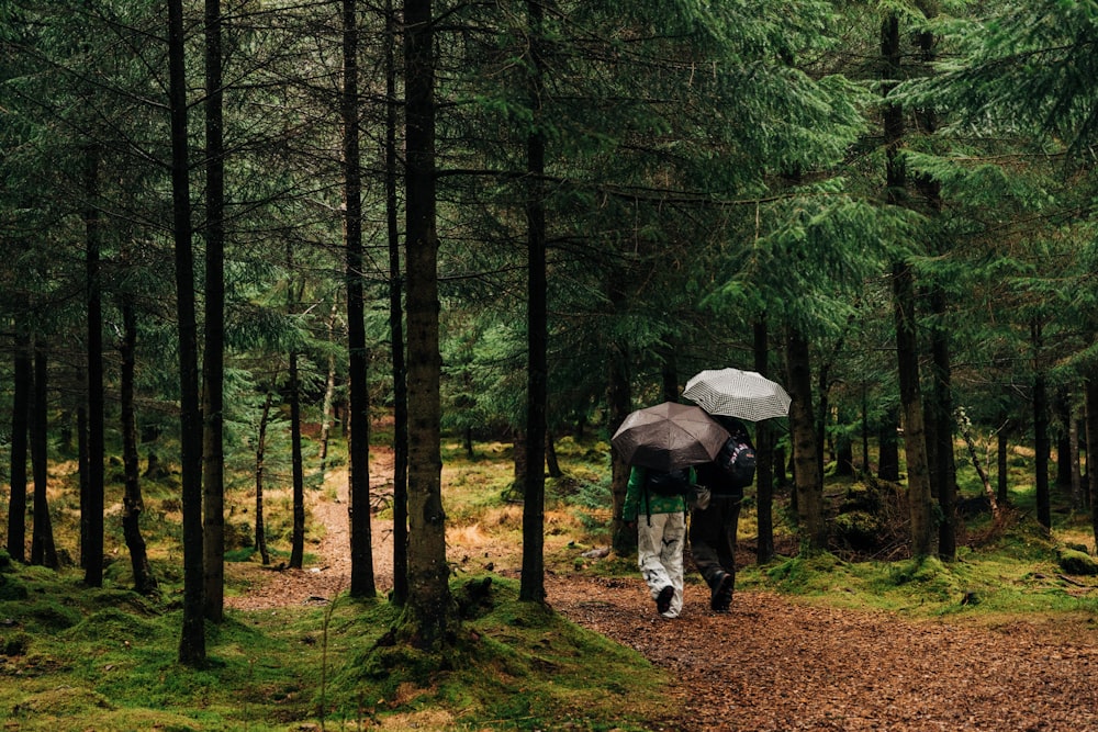 two person walking at pathway between pine trees