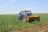 A blue tractor is operating in a vast green agricultural field under a clear blue sky. The field appears to be planted with young crops, and the surrounding area is expansive with sparse trees and distant hills on the horizon.