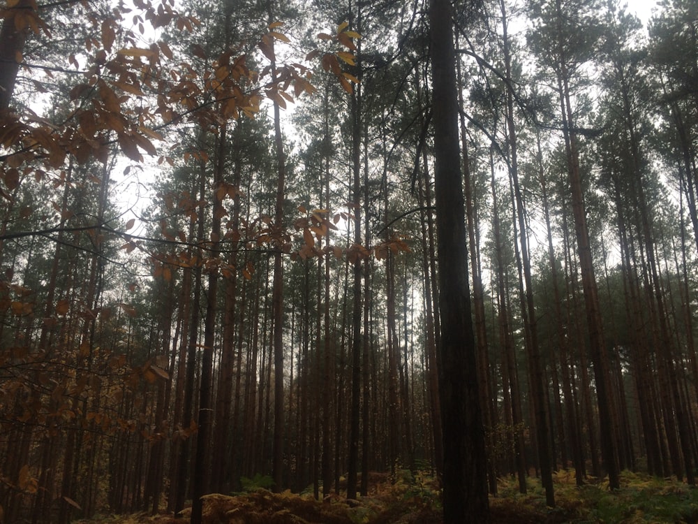 green trees at the forest