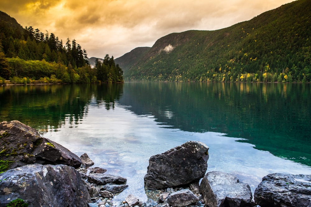 river and pine trees