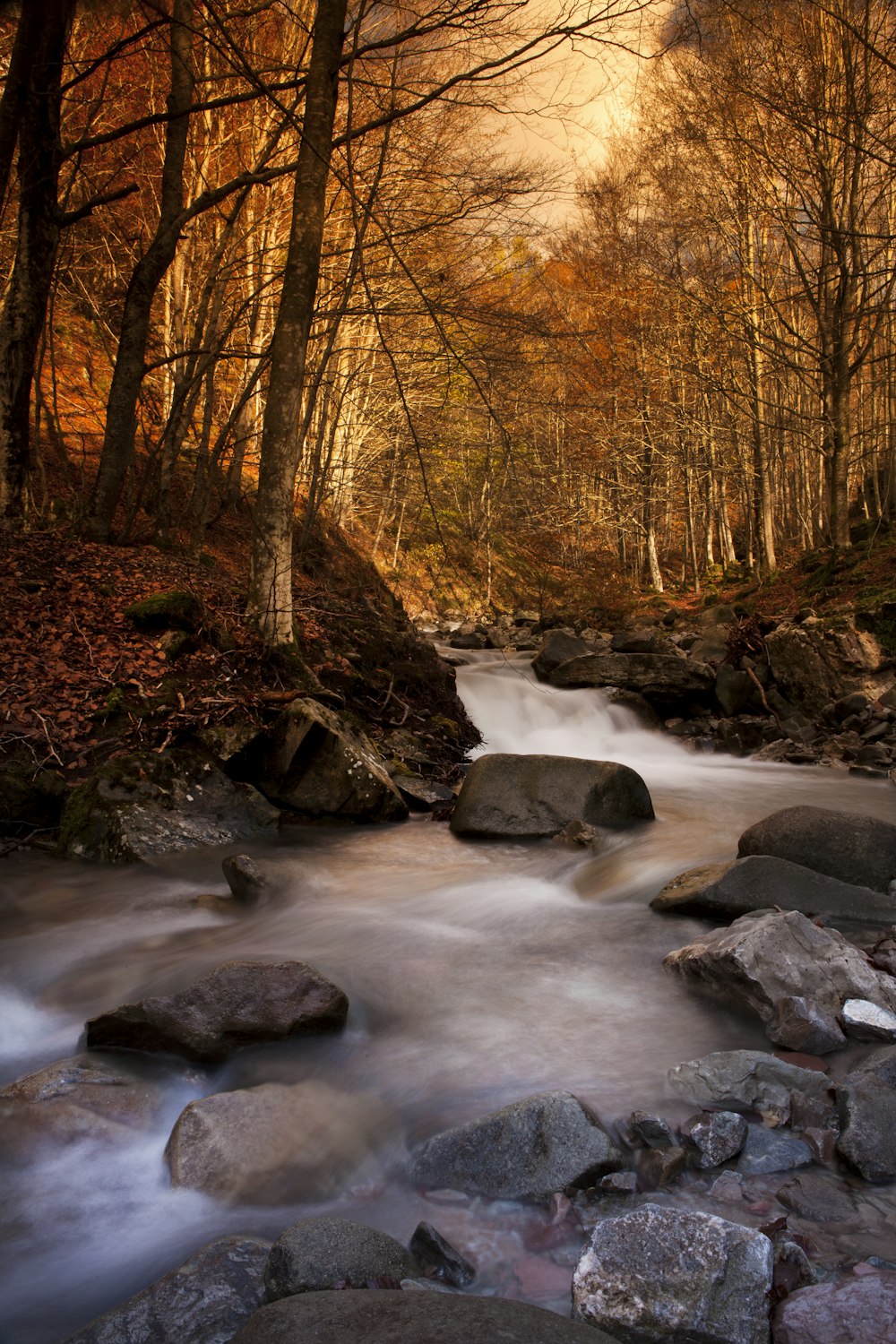 time lapse photography of river in forest