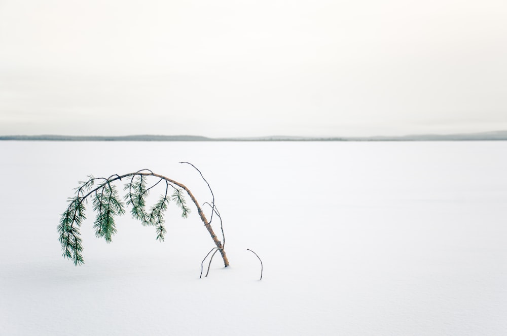 tree in the middle of snow covered land