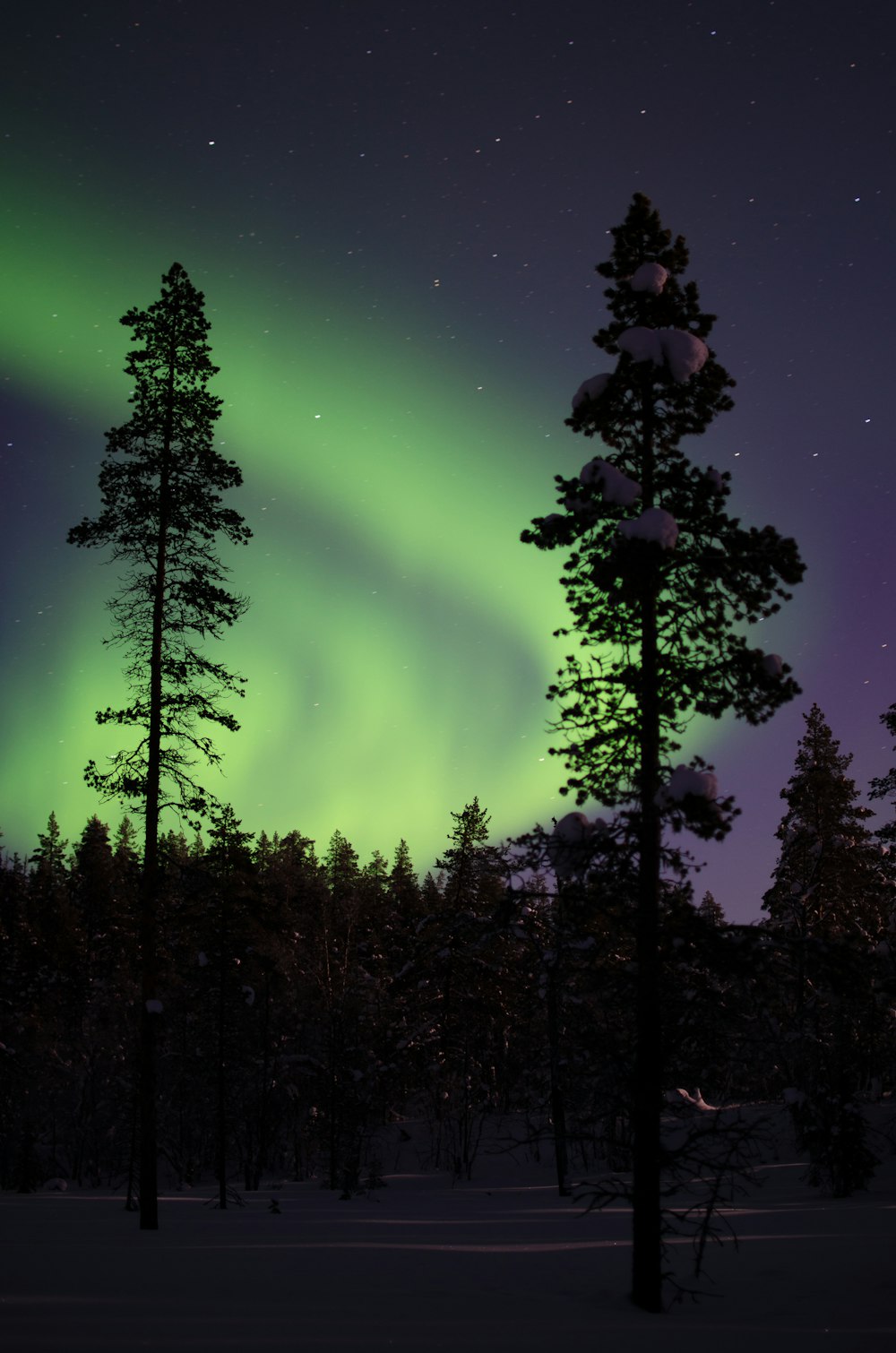 Aurora boreale con pini di notte