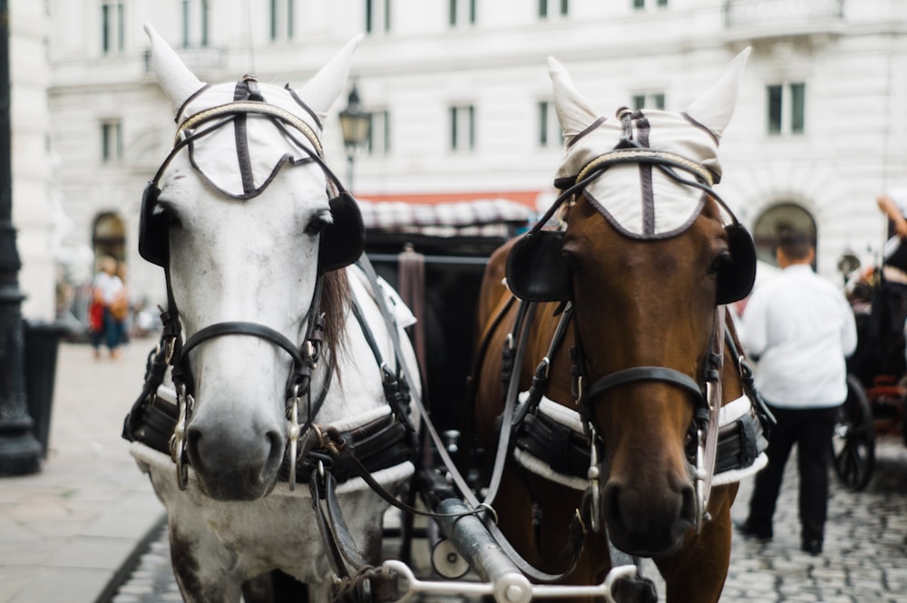 white and brown horses