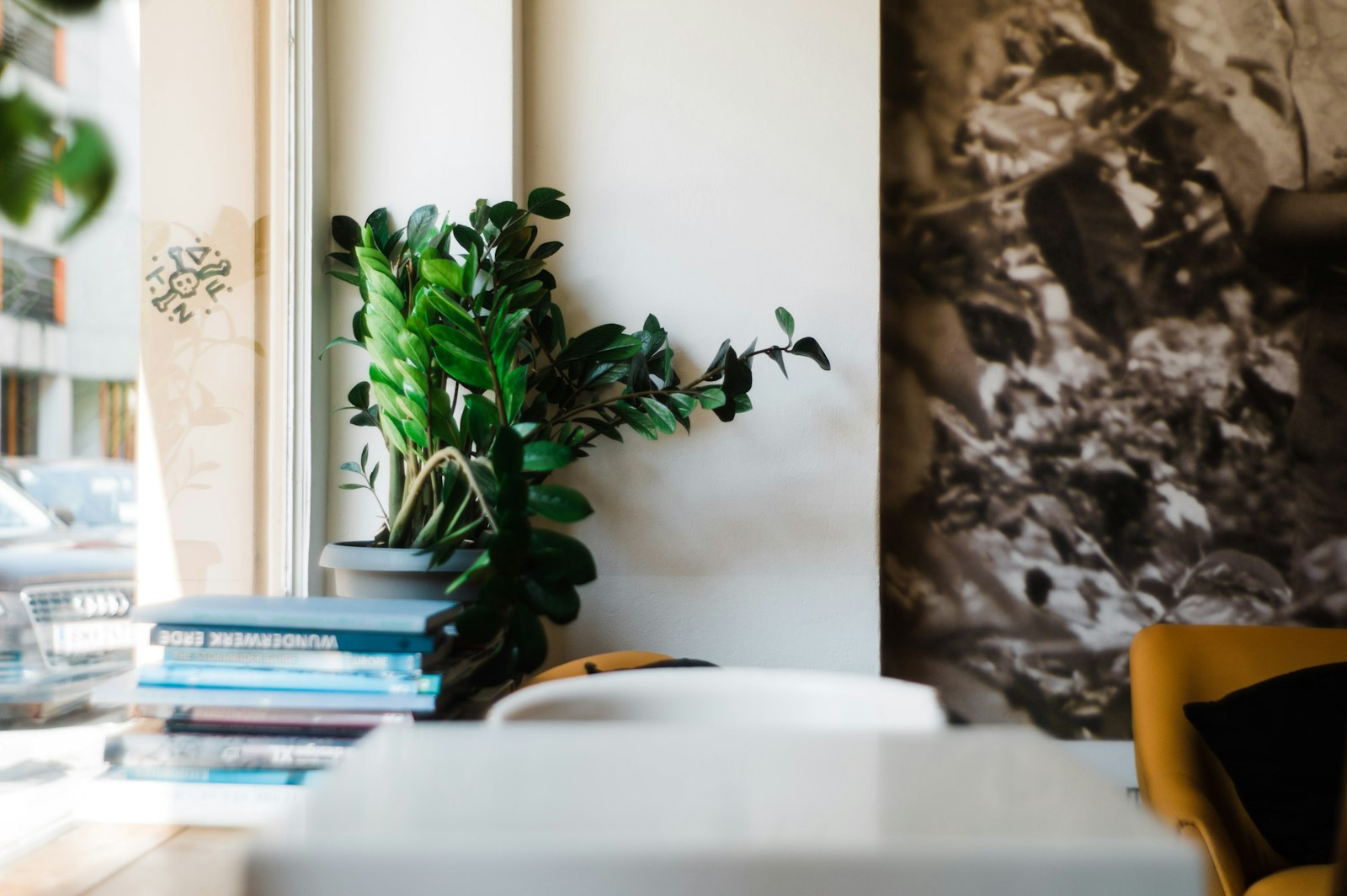 Summicron-M 50mm f/2 (III) sample photo. Green-leafed plant near window photography