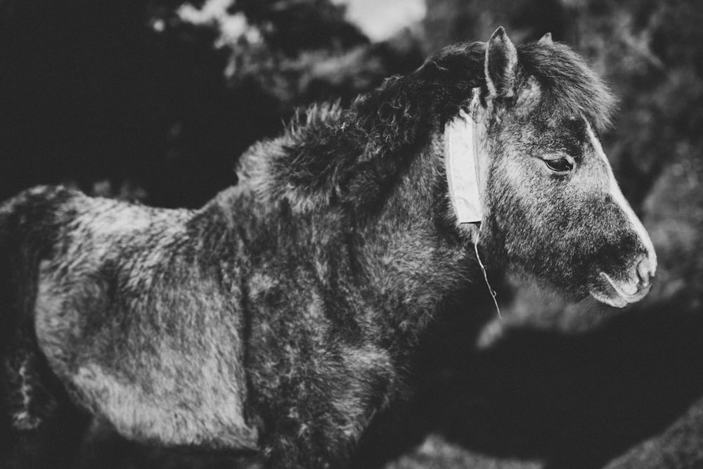 grayscale photo of horse