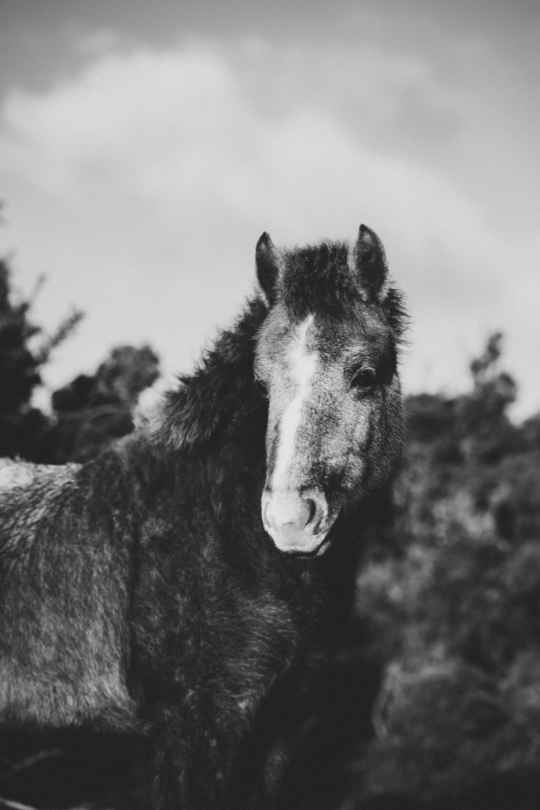 grayscale photography of horse