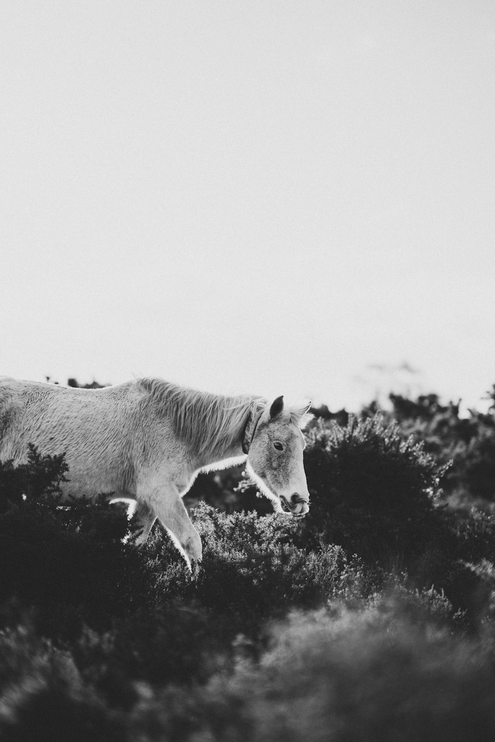 horse near bushes