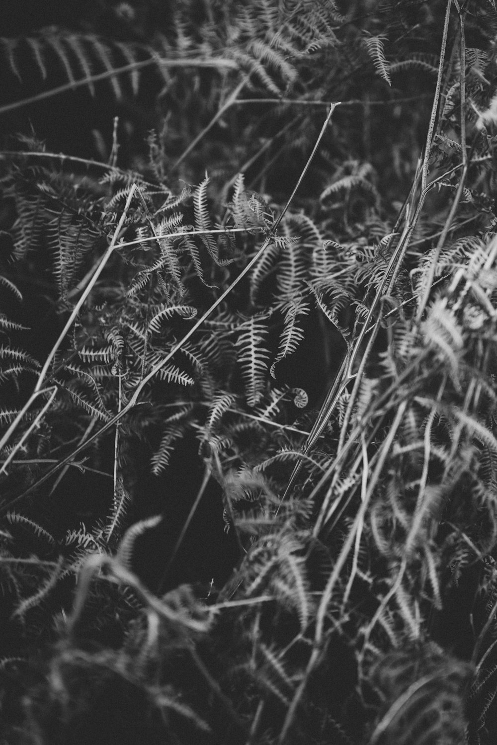 grayscale photo of grass field