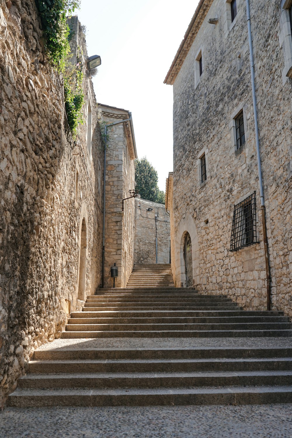 green-leafed plants on the wall