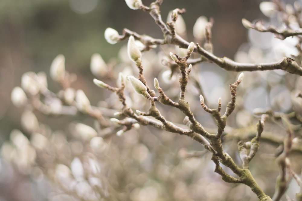 selective focus photography of tree branches during daytime