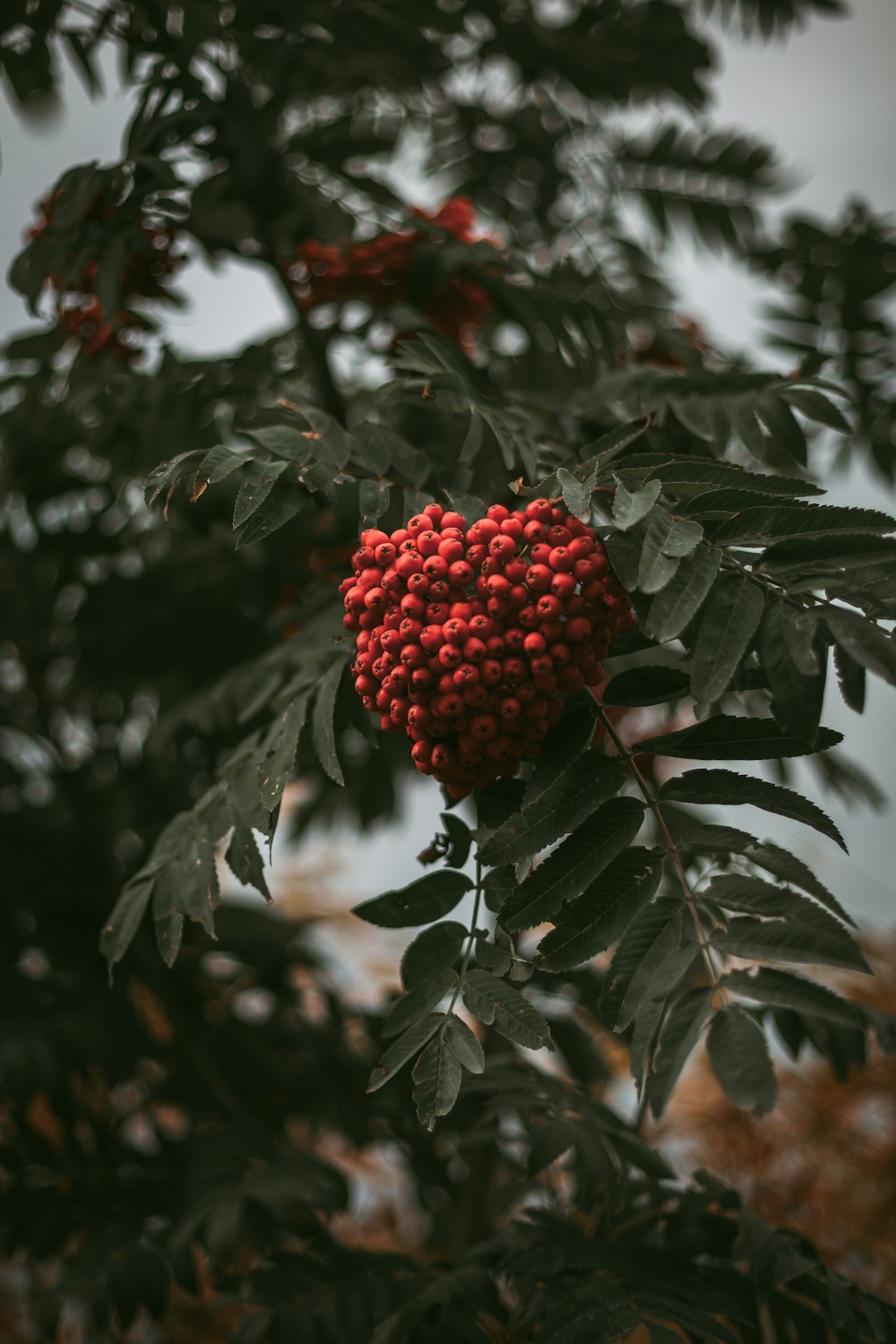 セレクティブフォーカス写真の赤いベリーの果実