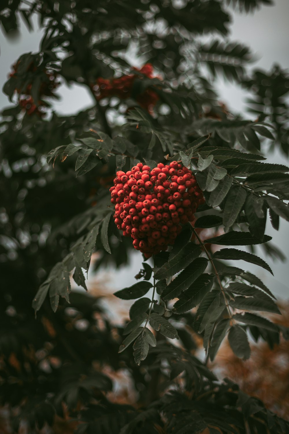 red berry fruit in selective focus photography