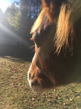 Close-up of a majestic horse's profile with sleek coat highlighted by soft gold lighting.