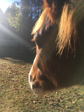 Close-up of a majestic horse's profile with sleek coat highlighted by soft gold lighting.