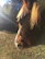 Gentle portrait of Sonata’s soft face and flowing mane in sunlight.