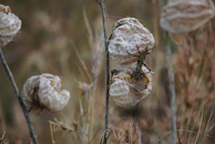 Close-up of dried grasshoppers stacked in clear packaging ready for sale.