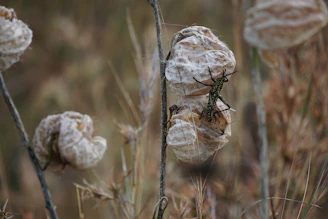 Close-up of dried grasshoppers stacked in clear packaging ready for sale.