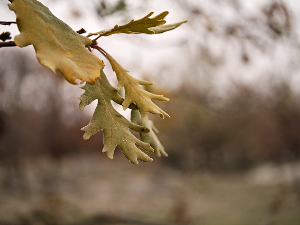 árbol de hoja verde