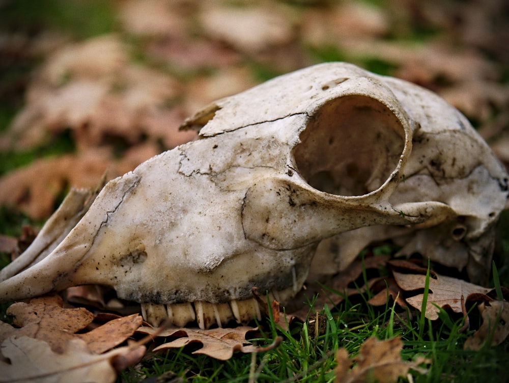 brown animal fossil in close-up photography