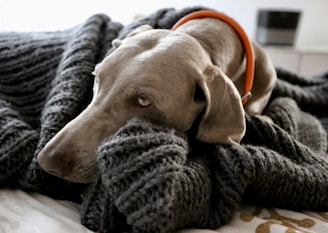 Dog in Bed Warm All Furry Tales