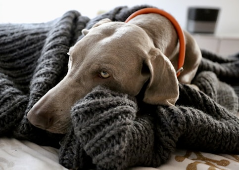 Dog in Bed Warm All Furry Tales