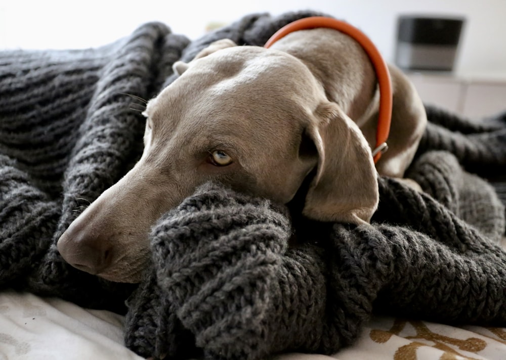 short-coated brown dog