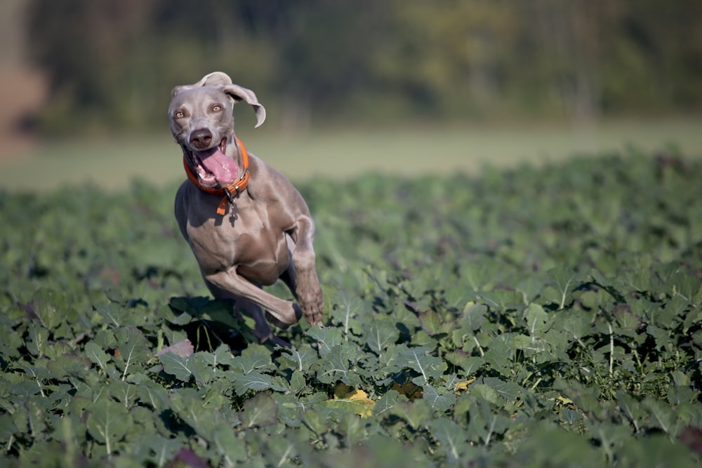 adult blue great dane running on the field