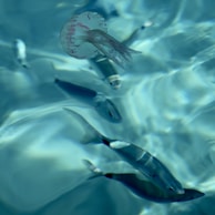 A serene underwater scene with multiple jellyfish floating peacefully among coral.