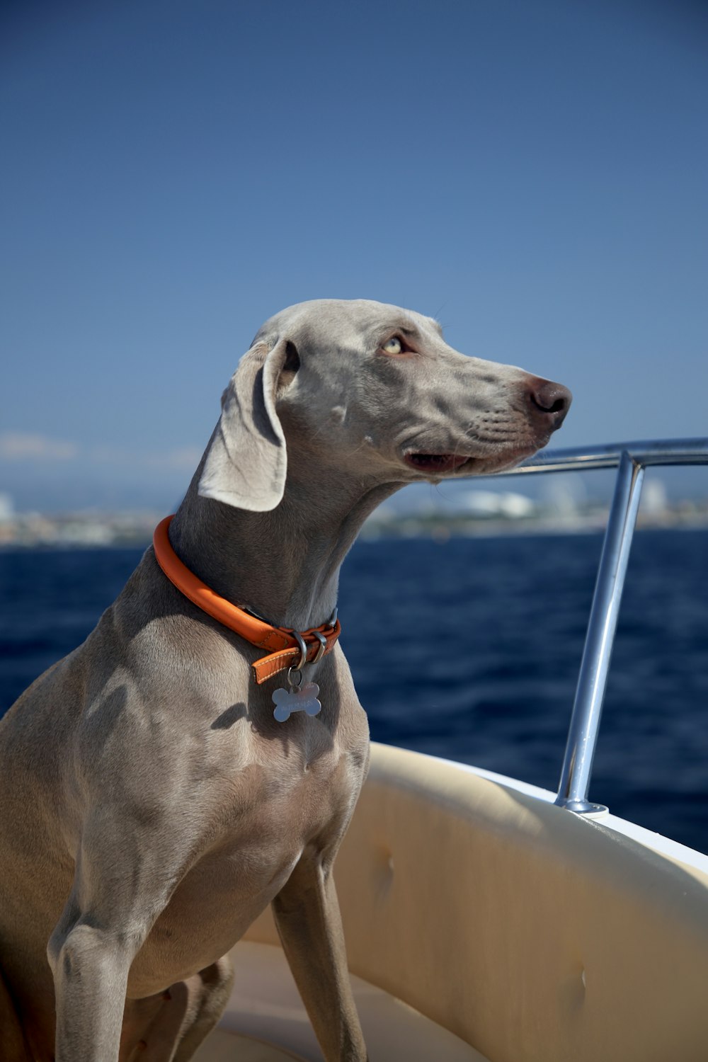 adult gray Weimaraner during daytime