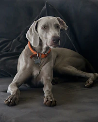 A Weimaraner dog with a gray coat is lying on a dark gray couch. It is wearing an orange collar with a silver bone-shaped tag. The background is composed of dark fabric, adding a contrasting backdrop to the dog's light gray fur.