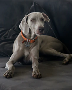 A Weimaraner dog with a gray coat is lying on a dark gray couch. It is wearing an orange collar with a silver bone-shaped tag. The background is composed of dark fabric, adding a contrasting backdrop to the dog's light gray fur.