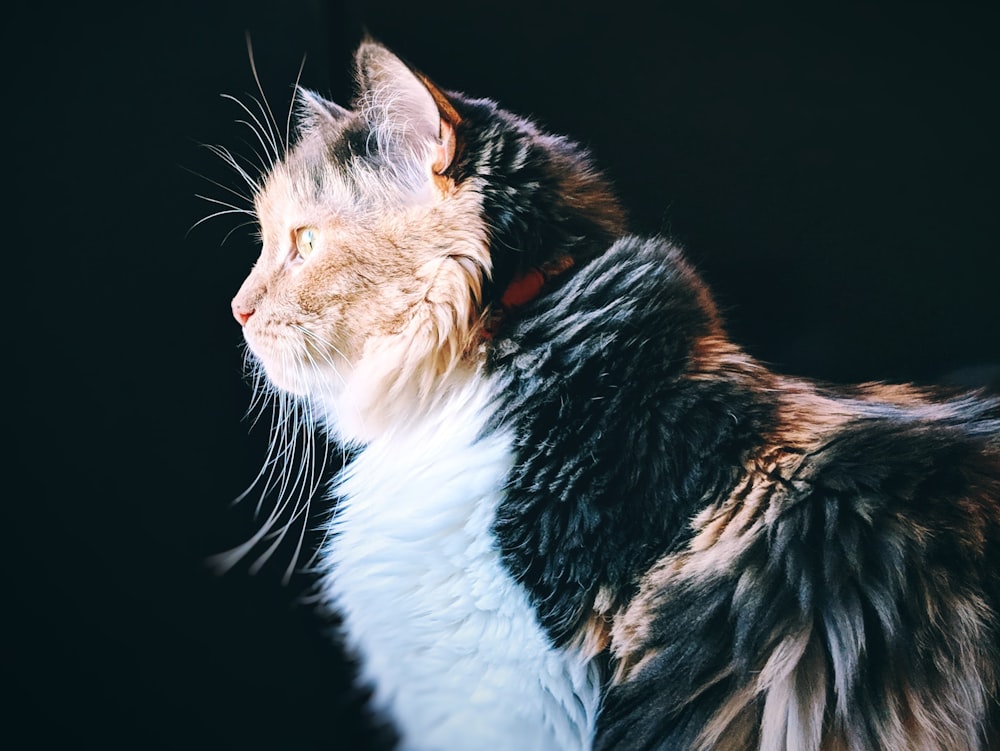 short-coated black, white, and brown cat facing sideways