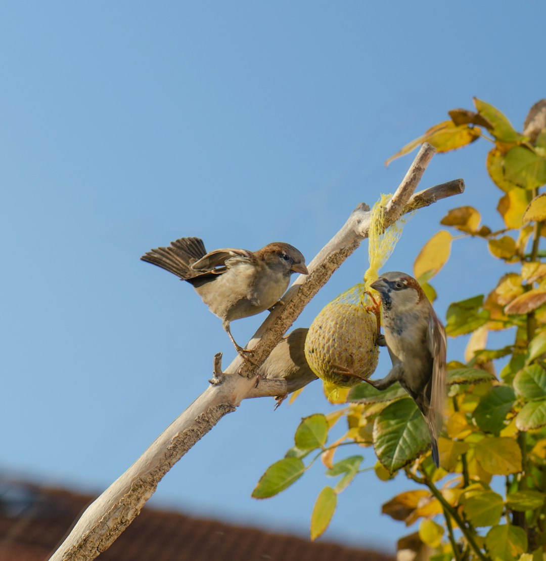 two bird on the tree trunk