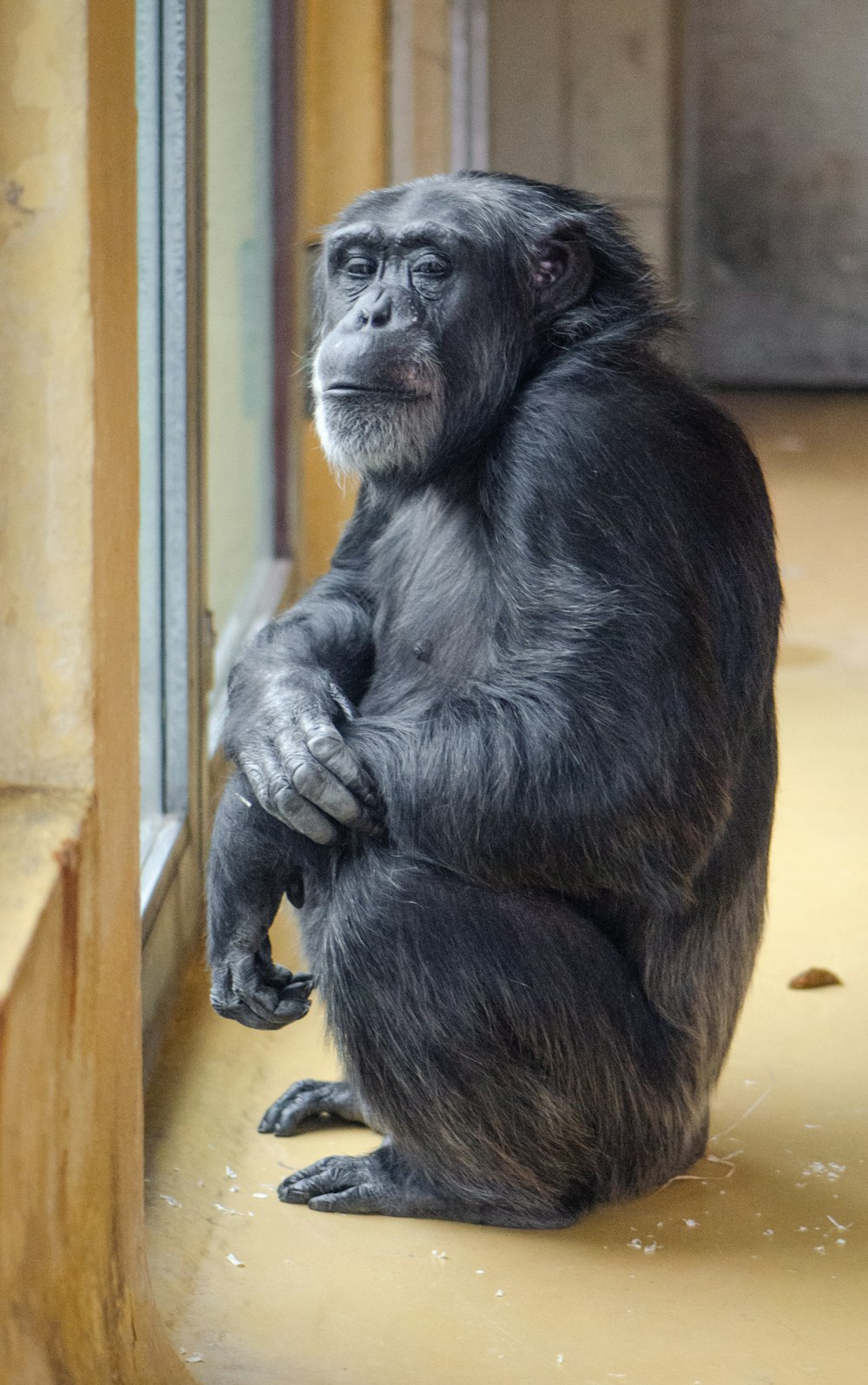 gorilla inside room