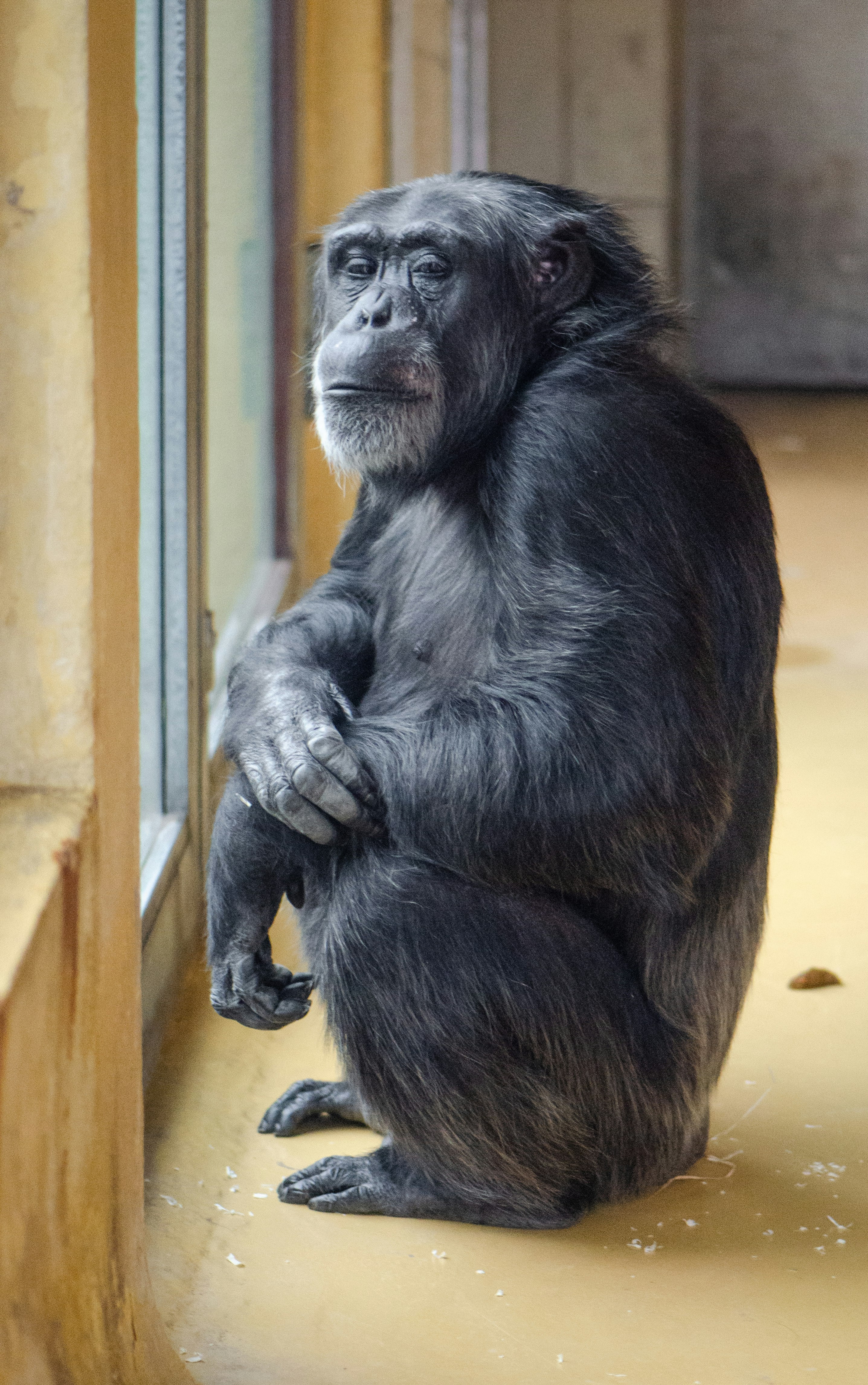 gorilla inside room